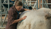 veterinaire avec une vache-